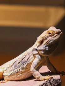 What to do if you cut the lizard?