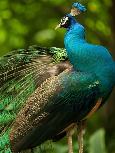 9 most beautiful peacock in the world