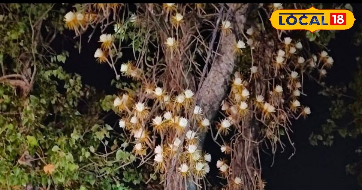 It’s incredible … flowers like a rose to the peepal tree, crowds of thousands gathered to see