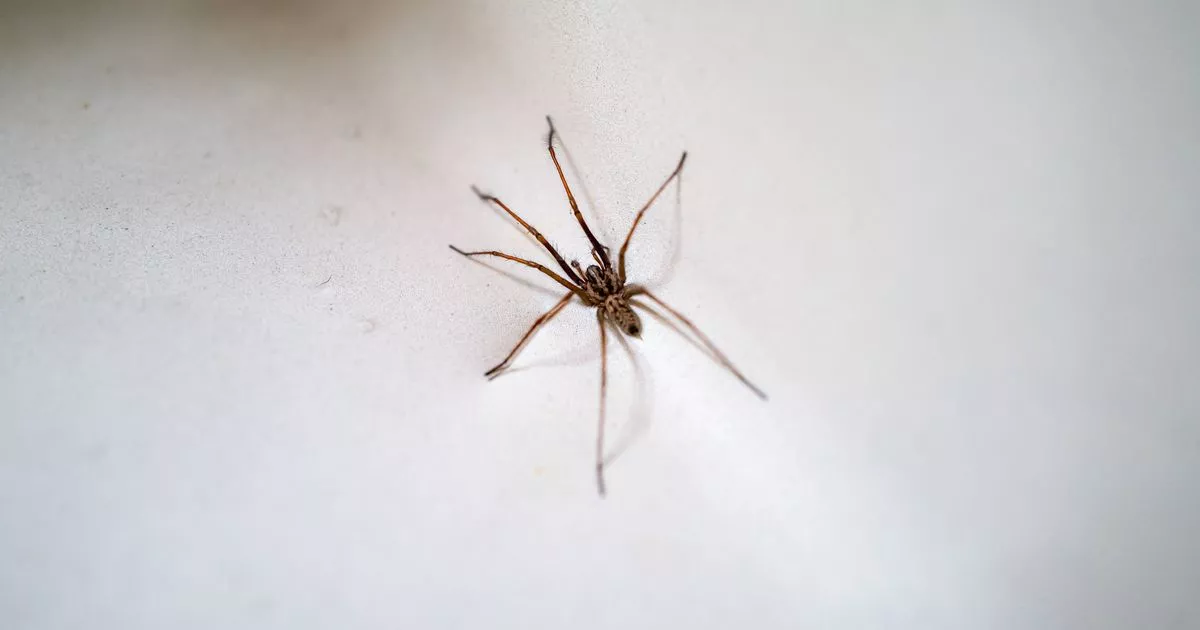 gain-rid-of-spiders-from-your-home-for-ultimate-with-‘immense-pure-deterrent’