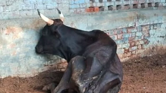 Haapur News: Two cow dynasty died of hunger in Gaushalas of Mohammadpur Rustampur, many others are in bad condition -dead cattle -stew unpoled cows in Mohammadpur Rustampur Cowshed