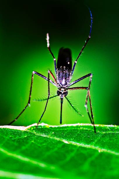 Why does the female mosquito drink the blood of people?