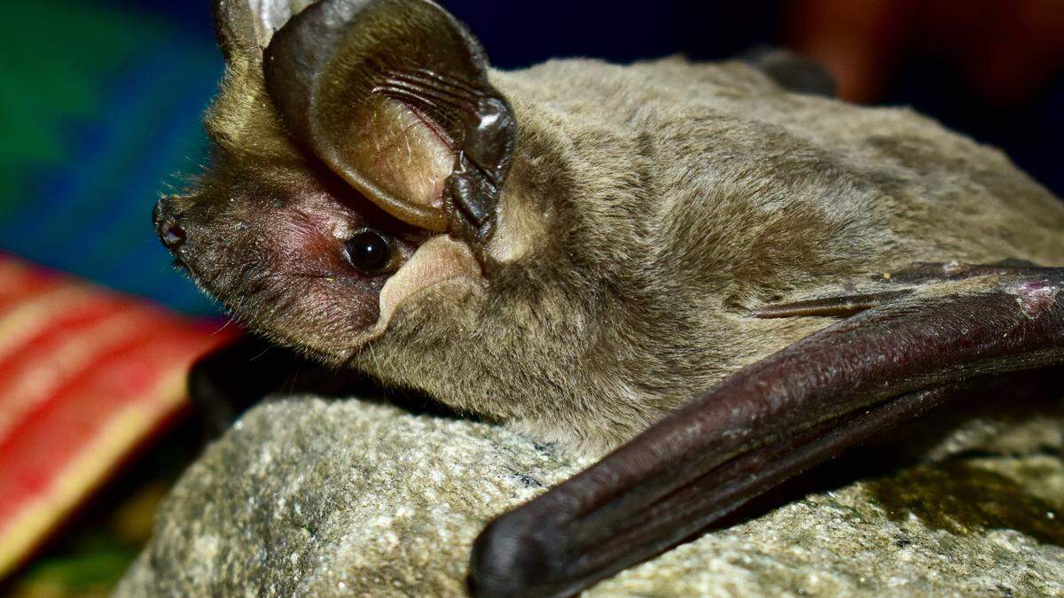 New Himalayan bats fade the differences between India and Pakistan