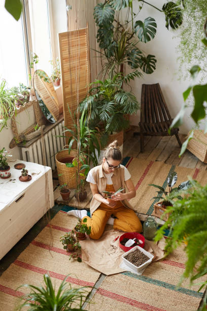 These 8 decorative plants will increase the home
