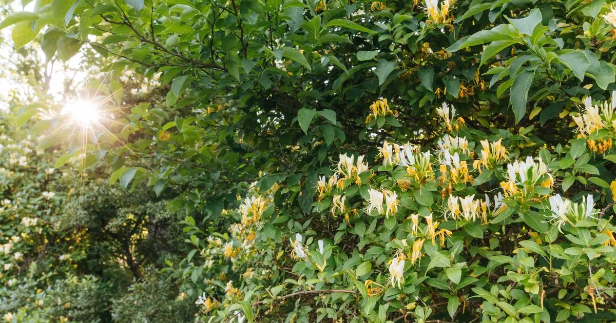 climbing-plants-that-will-‘thrive’-in-your-garden-ence-if-it-gets-no-sunlight