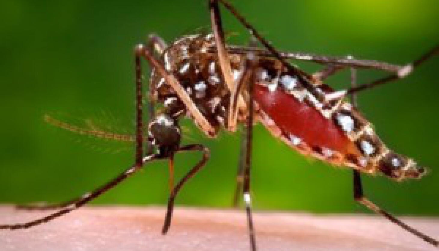 mosquitos-in-mchenry-and-dupage-counties-particular-for-west-nile-virus