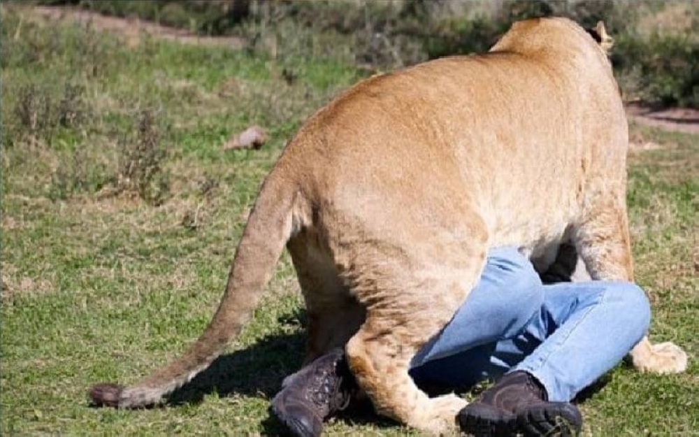 ناميبيا.. أسد ينقض على رجل أعمال ويلتهمه أمام أصدقائه للاطلاع على
