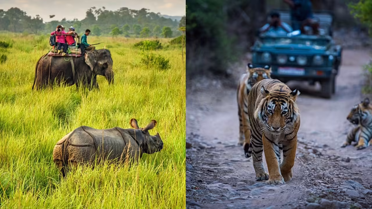 Tiger-hand and rhino must be done, and then turn before June 15, then the gates will be closed