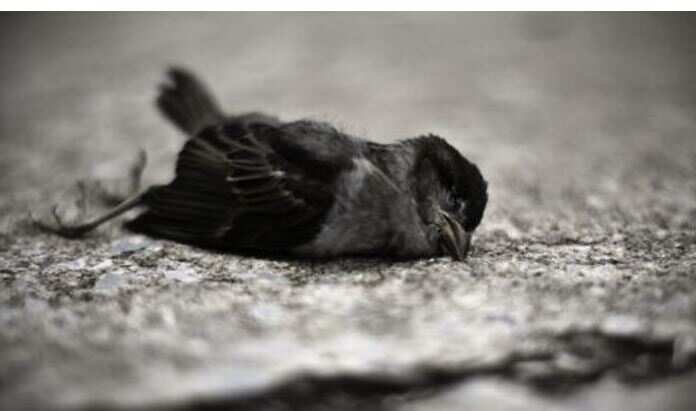 Such a mysterious place, where birds do suicide …