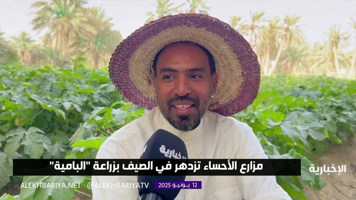 البامية.. المحصول الزراعي الذي لا تخلو منه السفرة الأحسائية #الإخبارية