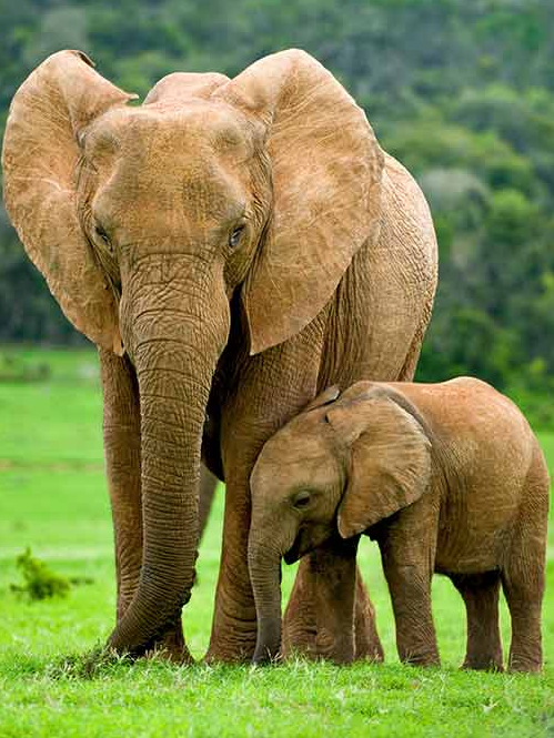 These animals remain pregnant for years