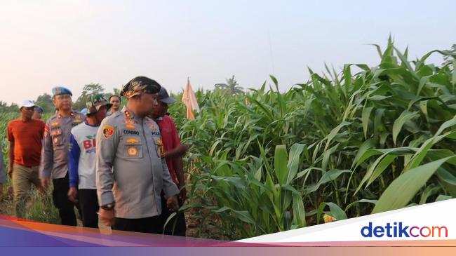 Serang Regional Police turns 22 hectares of sleeping land into copo to the wheat area