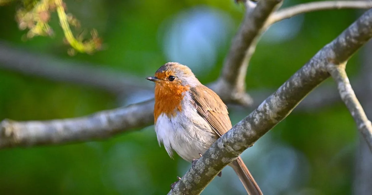robins-will-continually-return-to-your-backyard-if-you-dangle-proper-merchandise
