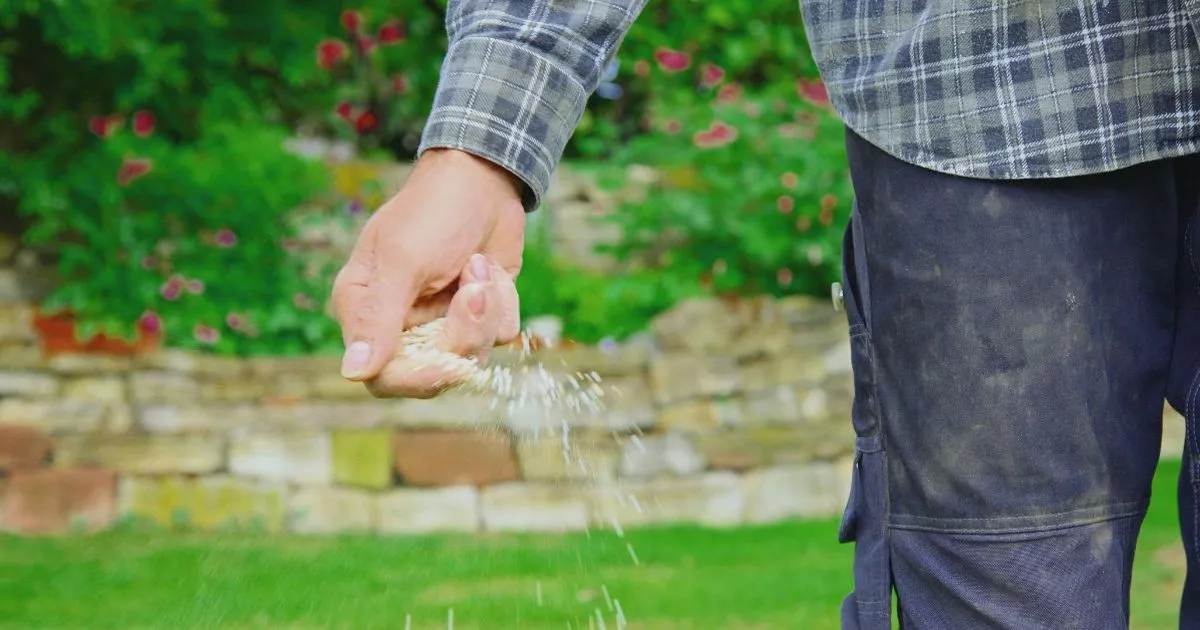 Best-Seling Grass Seeds with 21K Reviews Praised for Regrowing Lawns ‘With A Week’ – ryan