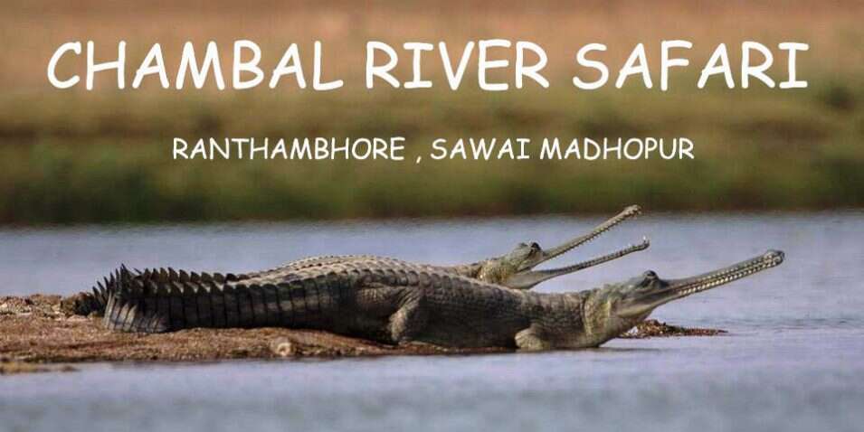 Watch the place in the video where tourists get the chance to put eyes in the eyes of crocodiles, here it looks like a fair migratory birds