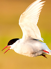 10 birds whose flight is the longest