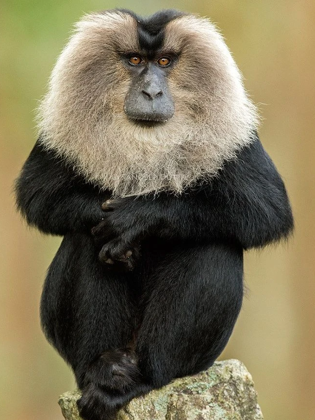 These 9 animals end up in India