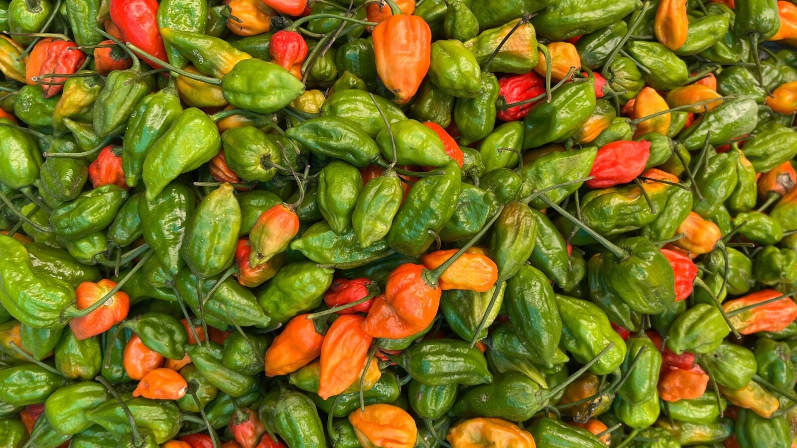If Nagas smoke meat, they preserve the past