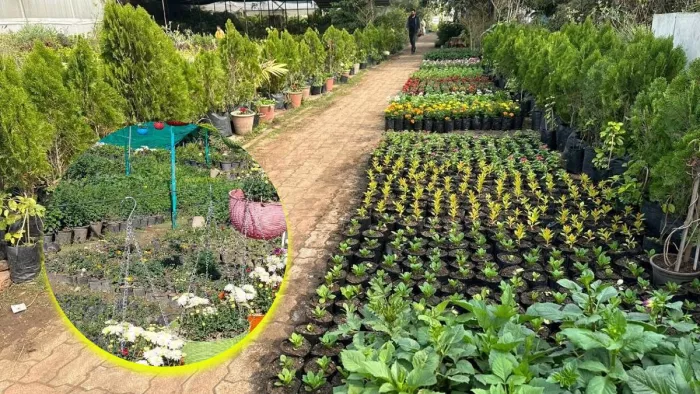 New rule for nurses selling fruits and vegetables in Haryana, if not done, you should eat the air of jail – Haryana Nursery License New Rules for Plant Nurseries