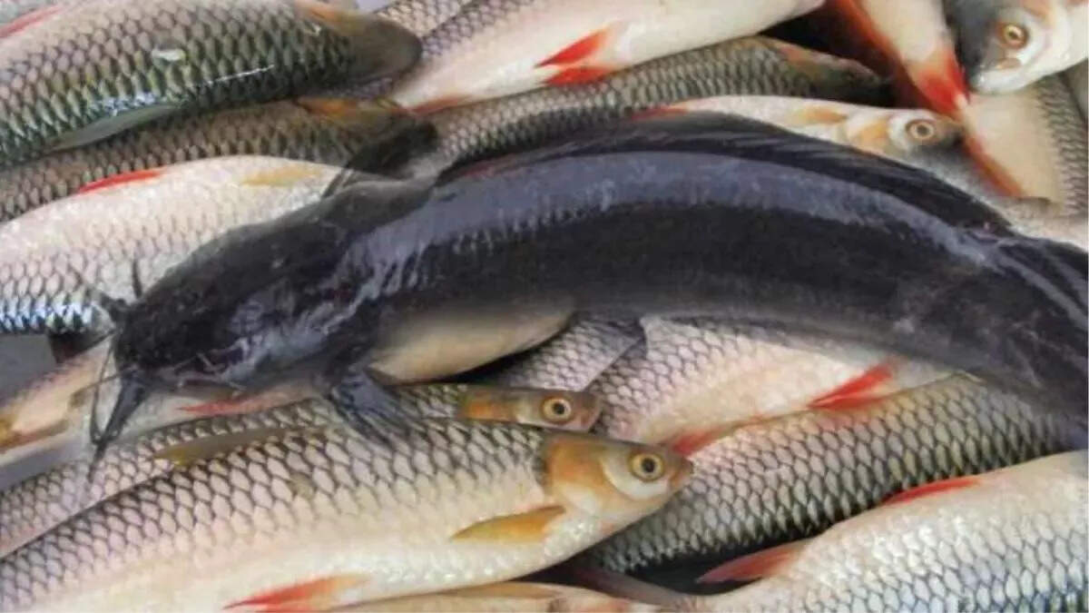 Fish production has increased three times in Bihar, the cornerstone of changing agricultural card