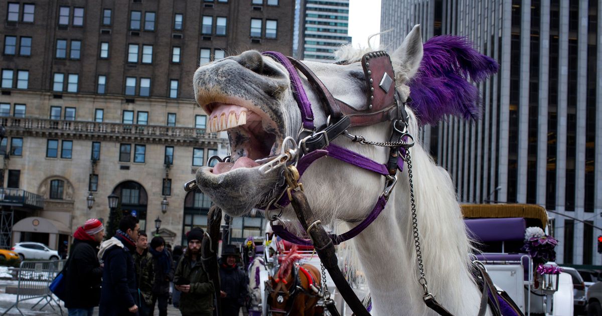 chatgpt-wrote-a-slightly-first-price-article-about-trump-and-horses