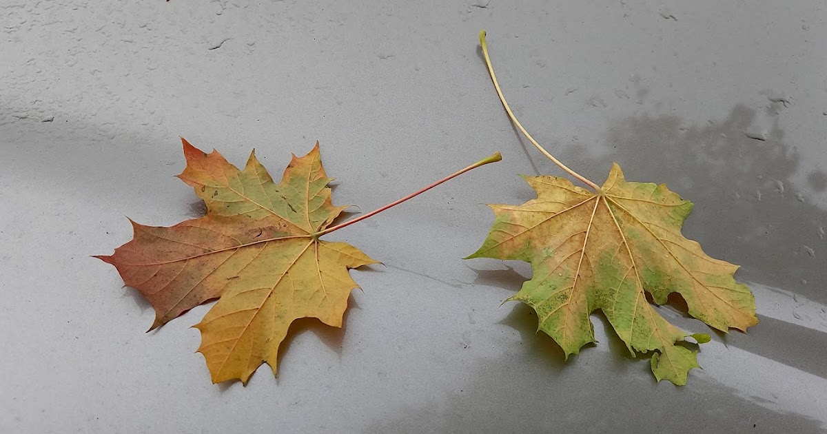 recordsdata-literacy-weblog:-#infoli-within-the-disciplines