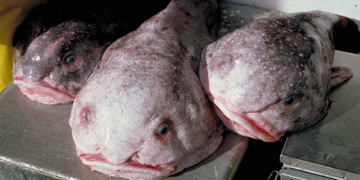 eerie-deep-sea-creatures-that-would-possibly-give-you-nightmares