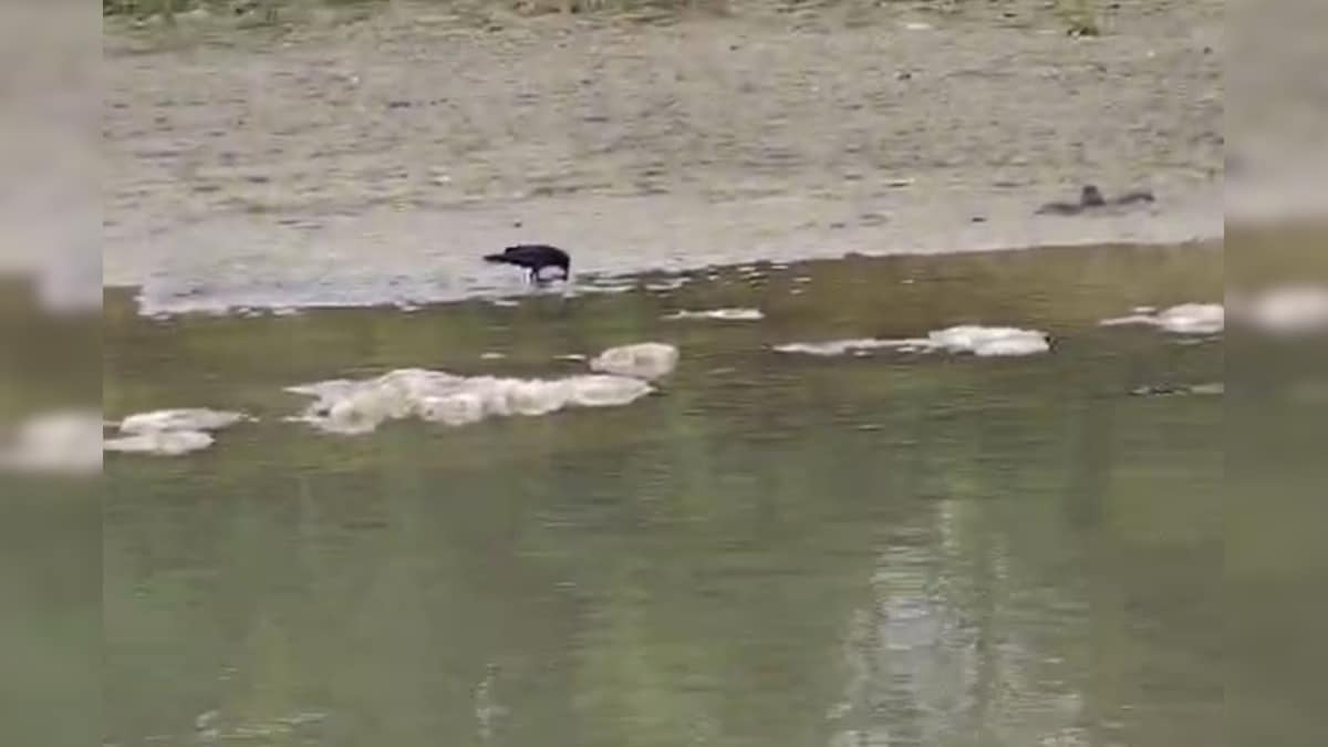 Chicken death video: 200 chickens were seen in the river not one alive, video -viral
