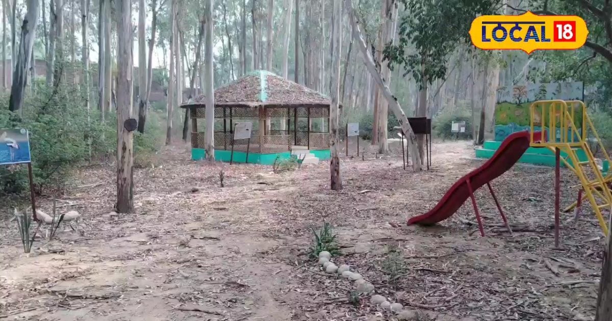 MAINT NEWS: Look at the Temple of Mahabharata period, enjoy the jungle, make such a unique jugaad