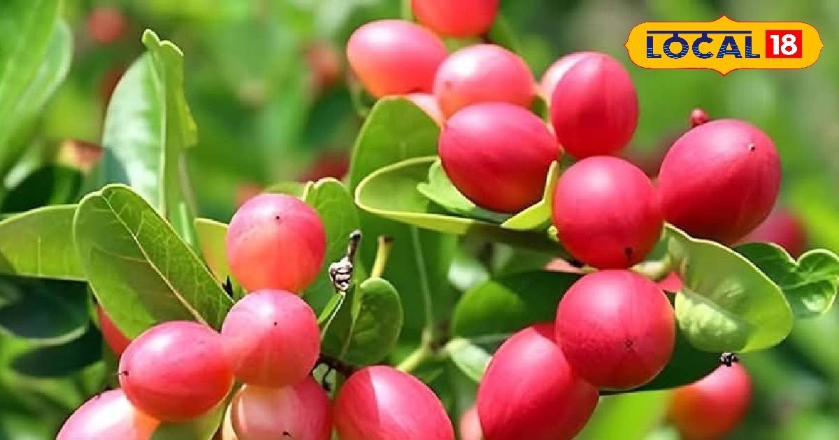 Photos: Low cost and higher profits, farmers will be rich in these varieties of karaunda