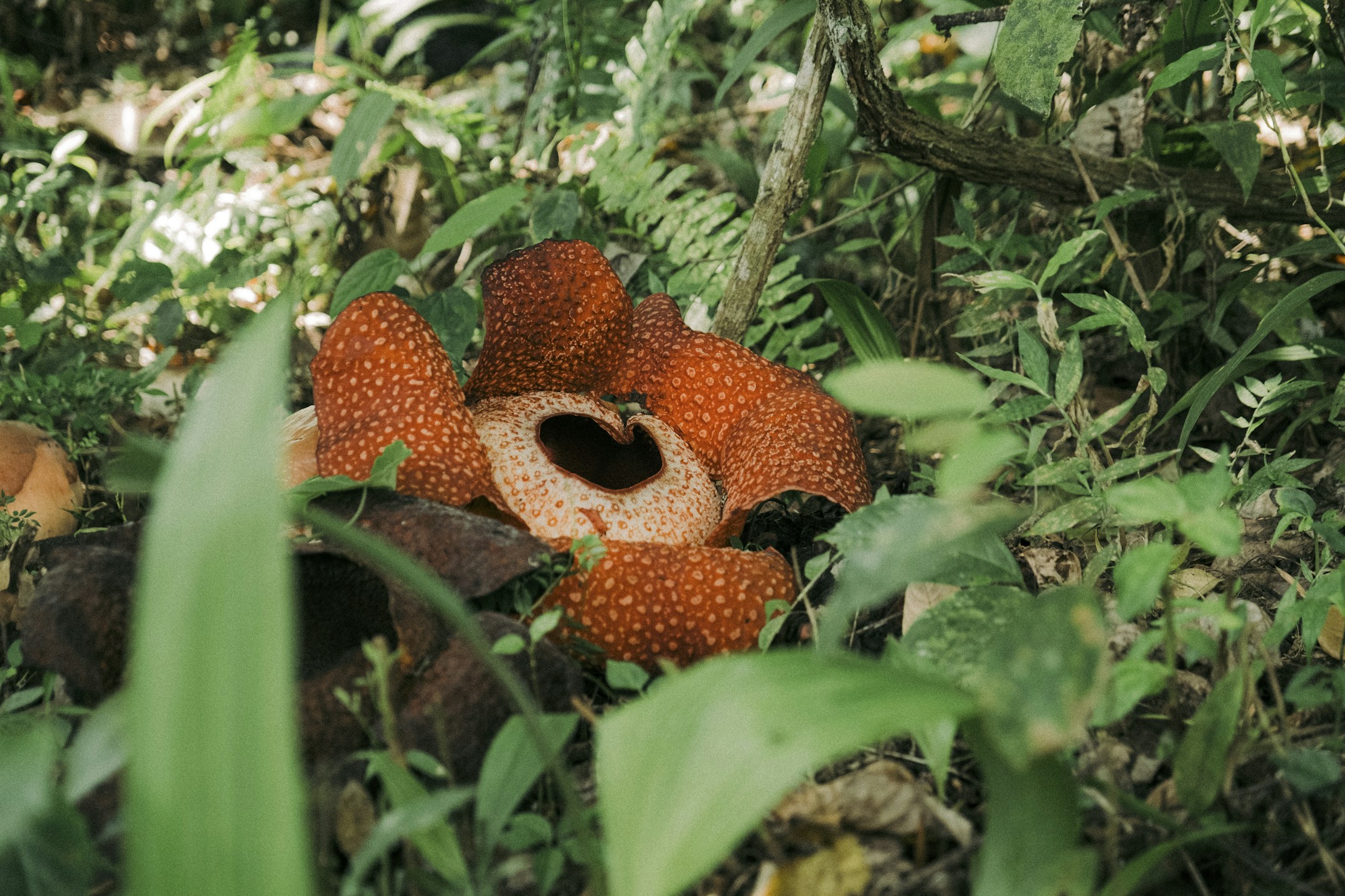 The world’s largest flower