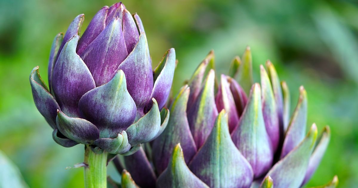 This superfood fills the body in the body, the time for BP, sucks cholesterol and removes it