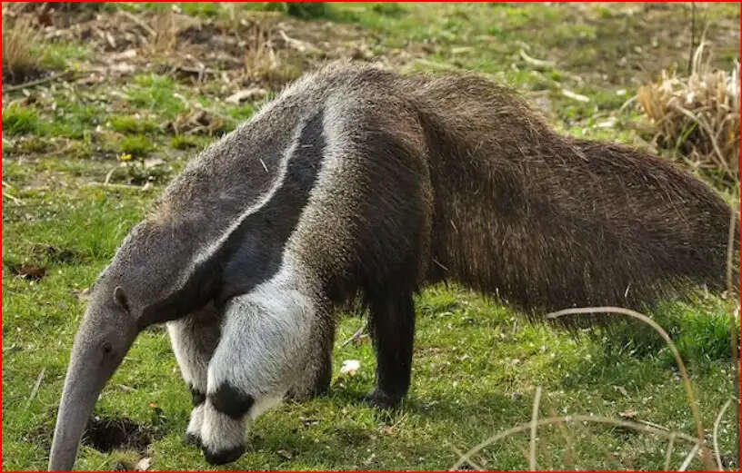 So the world’s only animal, which has two heads, knows know