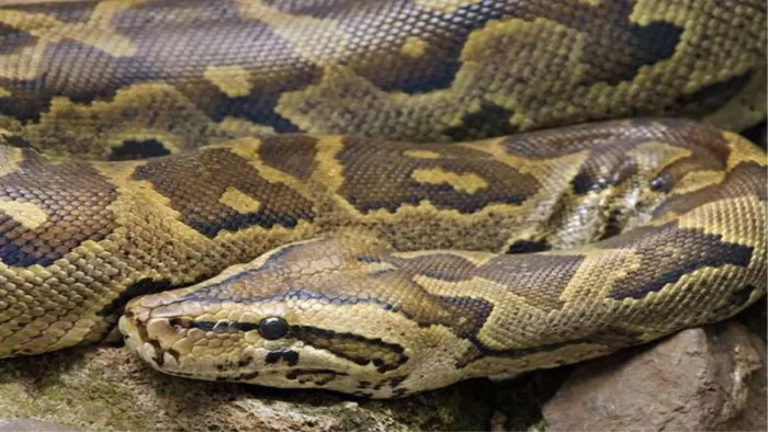 Python Attack: Python made a goat in the field
