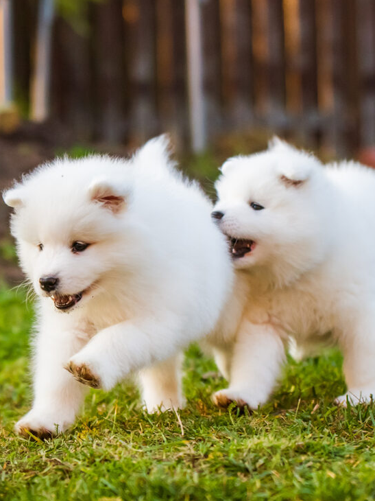 Names of animal baby animals