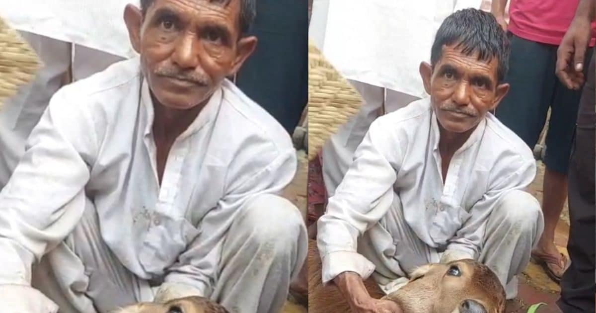 Wonder if anything else …! Cow gave birth to 2 mouths and 3 eye calves, crowds gathered to see