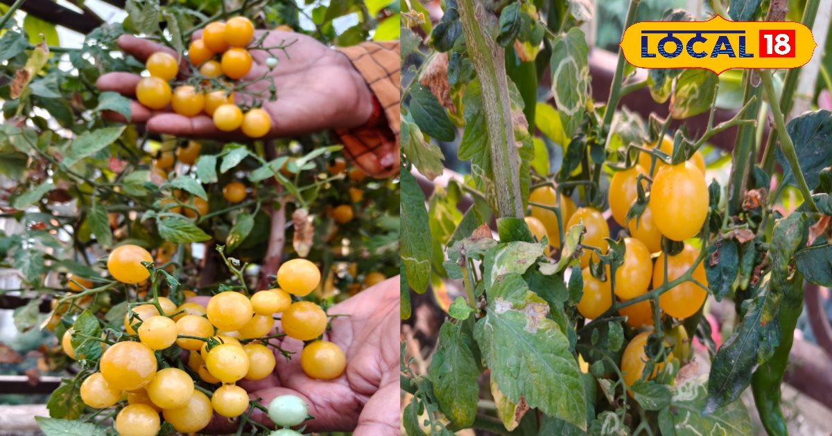 Farmers must grow tomatoes of this unique species, become rich! The question is not spoiled for 15 days, the question is great