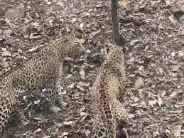 Angry battles in 2 leopards in the forests of Ranthambore, watch videos