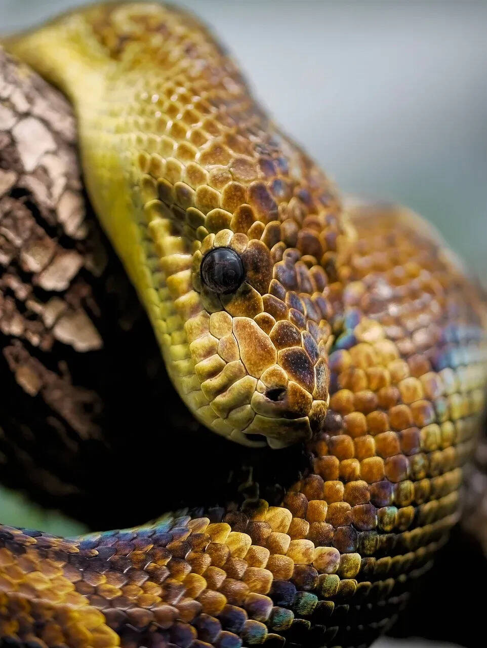 Here is the world’s largest snake museum, there are over 70 thousand snakes in it