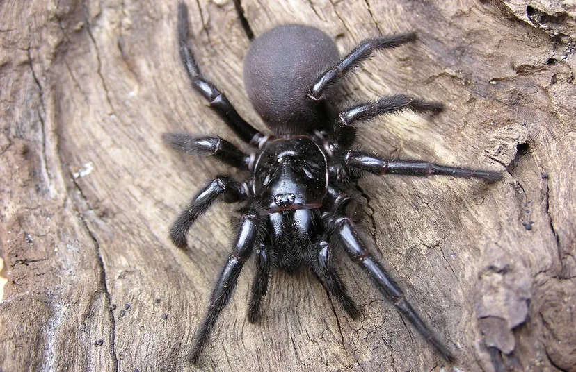 Know who the world’s most poisonous spider can someone die because of its bite