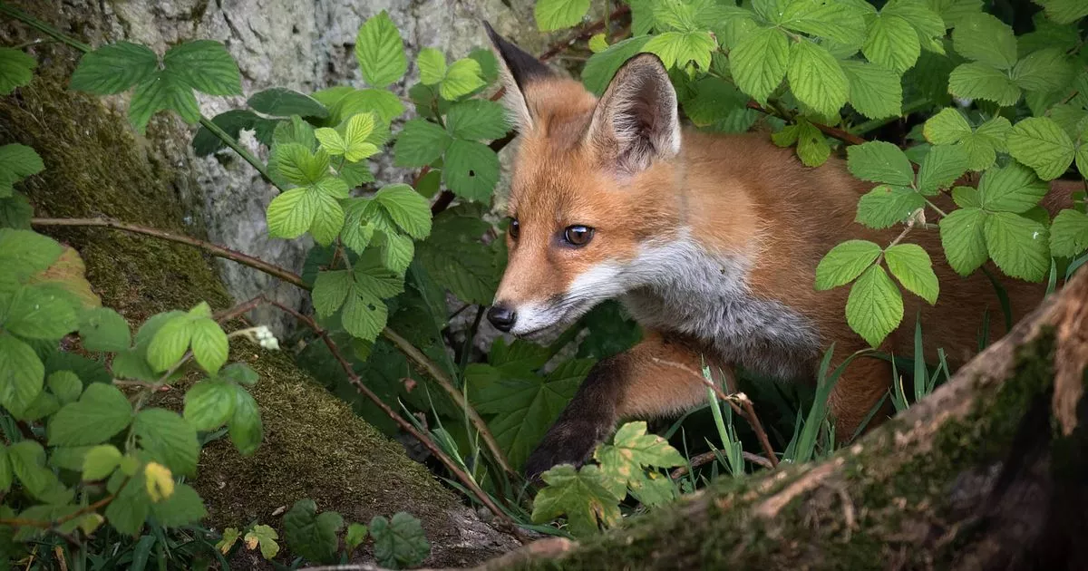 cheap-kitchen-staple-can-quit-foxes-invading-your-garden-with-harming
