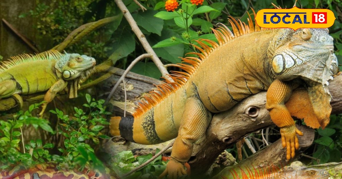Now King Cobra and Iguana will be able to see a special casing