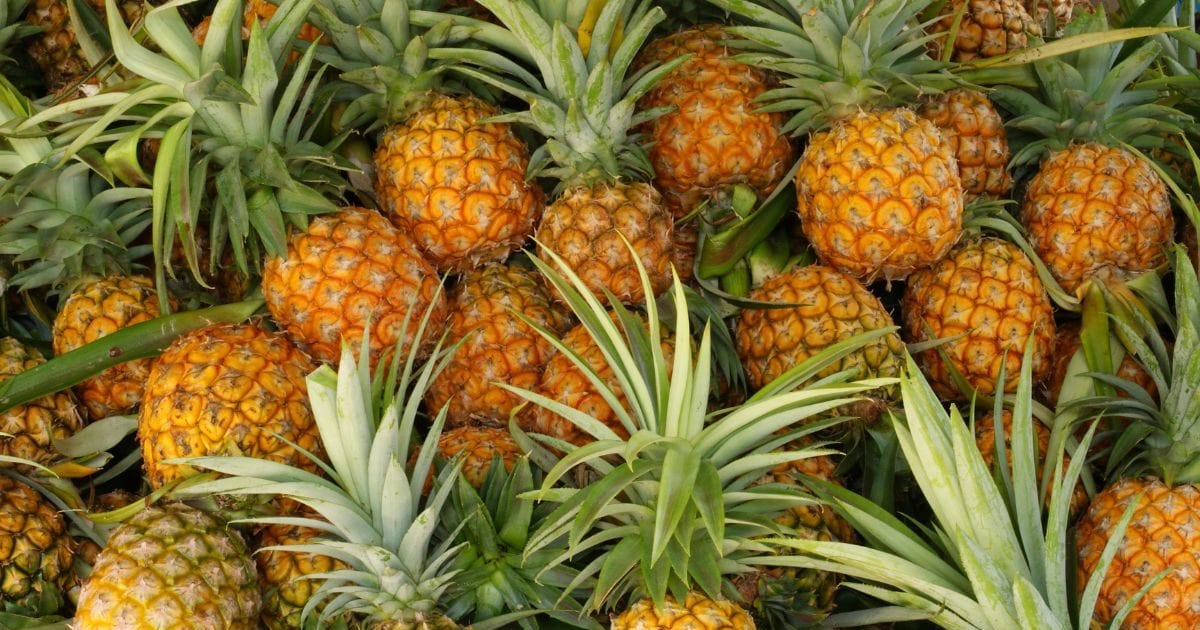 Do you know, these fruits also eat meat? But this acid-sweet fruit is sanjeev for health but not notorious