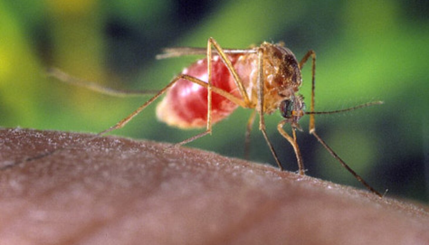 Mosquitoes in Chicago Positive for West Nile Virus – ryan