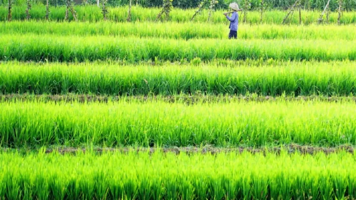 Agriculture in UP: 66 percent of the Padie Nursery ready, expected a good agriculture in 66 percent of the Paddy nurseries is ready this year.