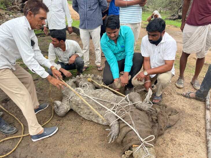 150 kg crocodile wandering around the river watched the video
