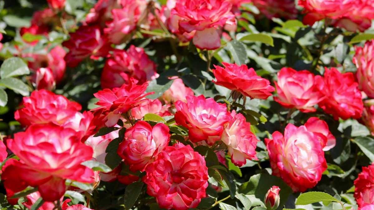 Asia’s largest rose garden will be nice