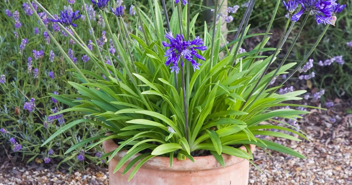 gardeners-with-minute-house-beneficial-to-vegetation-20-vegetation-thriving-in-pots