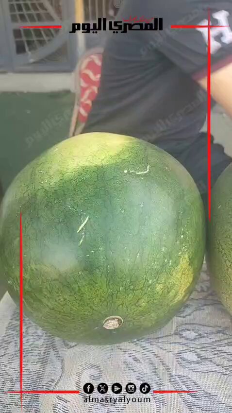بطيخة لكل لاعب في الفريق الفائز بدورة البطيخ الكروية.. أغرب دورة كروية بالبحيرة. تصوير: هند فاروق
