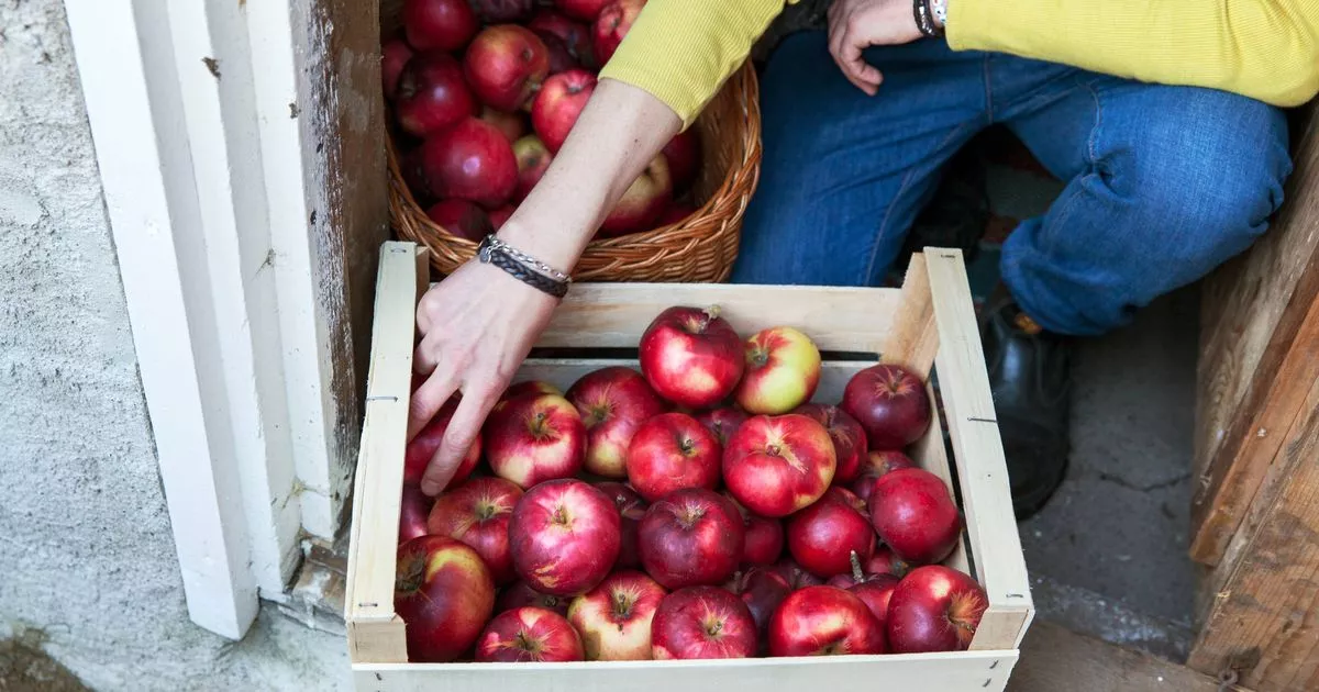 Woman’s 18th Century Food Storage Trick ‘KEEPS APPLES FRESH FOR MONTHS’ – ryan